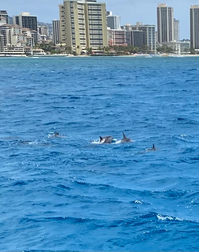 Dive into Adventure: Turtle Canyons Snorkel Excursion from Waikiki