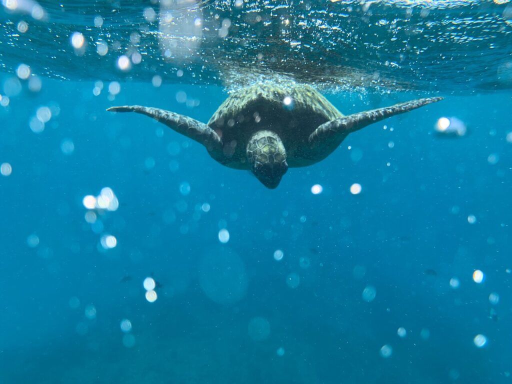 Dive into Adventure: Turtle Canyons Snorkel Excursion from Waikiki tour