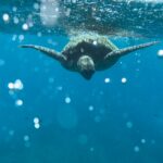 Dive into Adventure: Turtle Canyons Snorkel Excursion from Waikiki tour